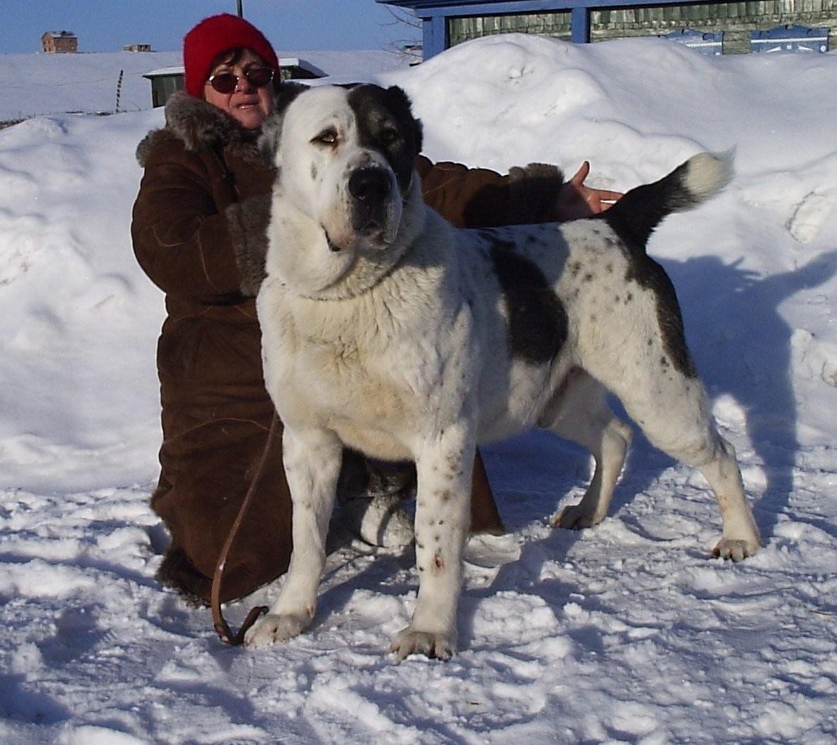 Русский мастиф Меделян