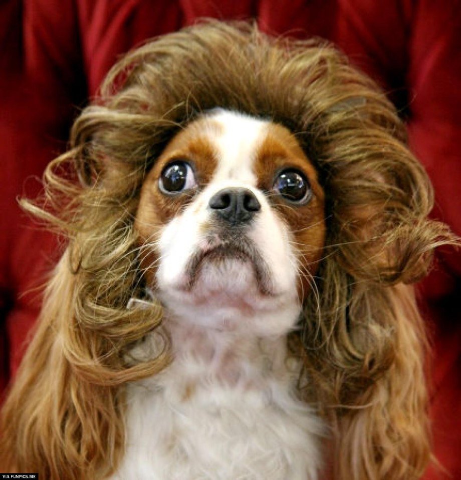 Смешные прически собак