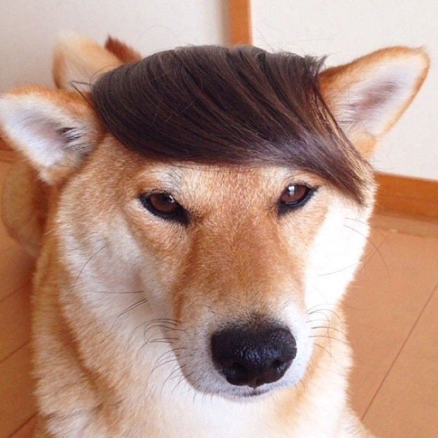 Собака с длинной челкой на глазах