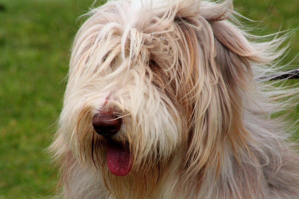 Bearded Collie порода собак