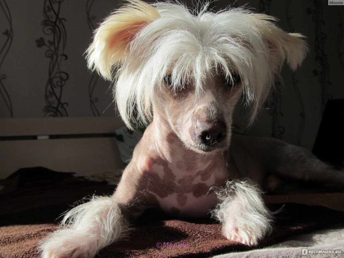 Китайская хохлатая пуховая