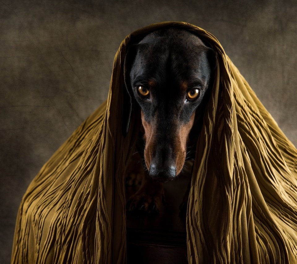 Собака с печальными глазами обои на рабочий стол