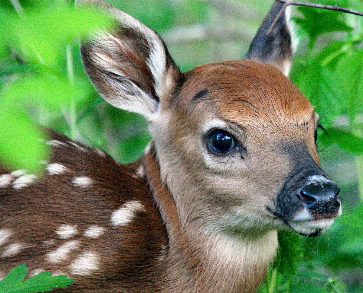 Европейская косуля детёныш