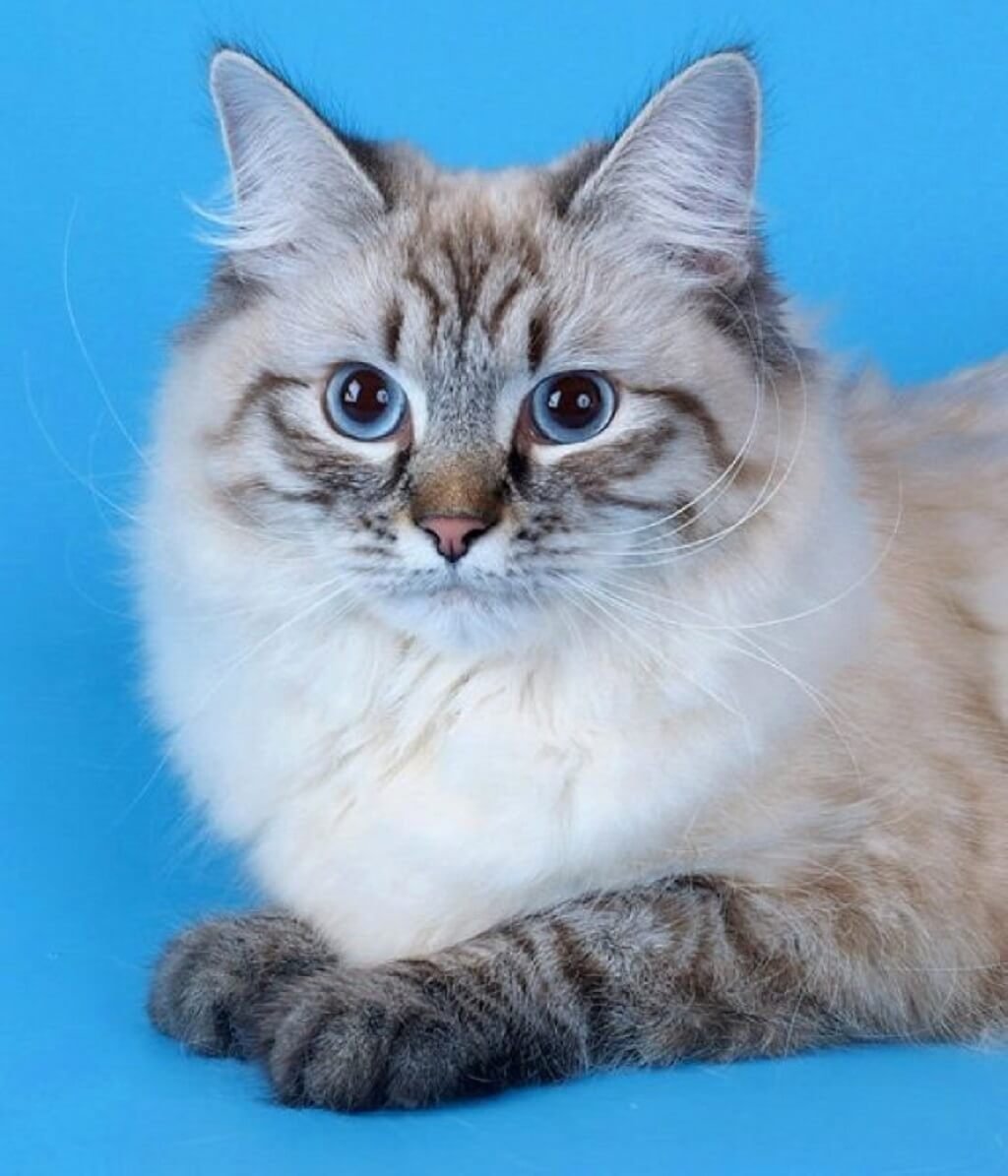 Несвская маскарад кошка