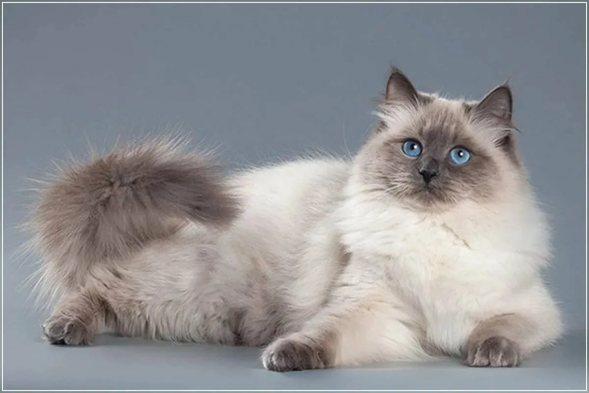 Сибирская Невская маскарадная кошка