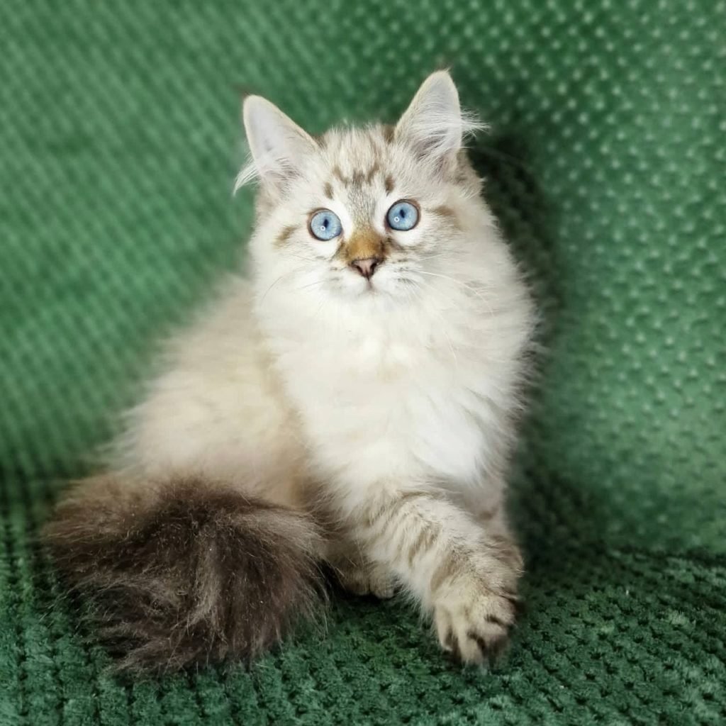 Невская маскарадная