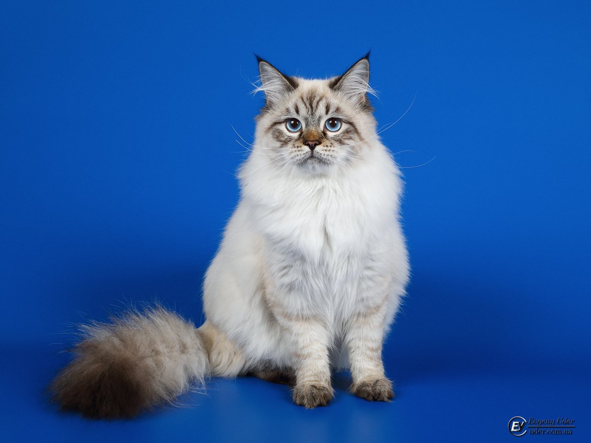 Невская маскарадная кошка