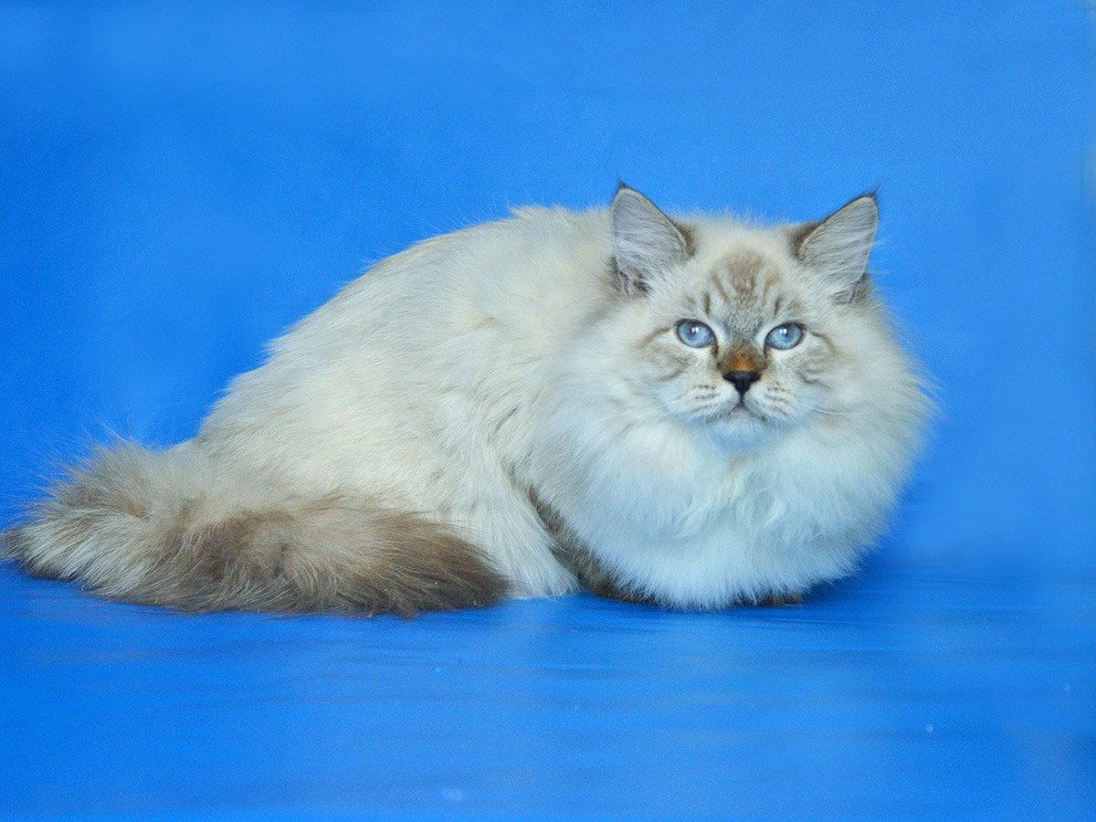 Московский маскарадный кот