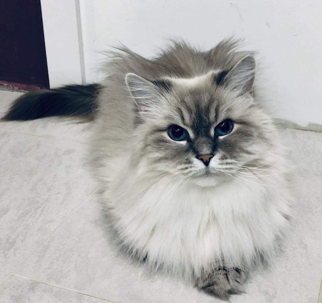 Невская маскарадная кошка клички