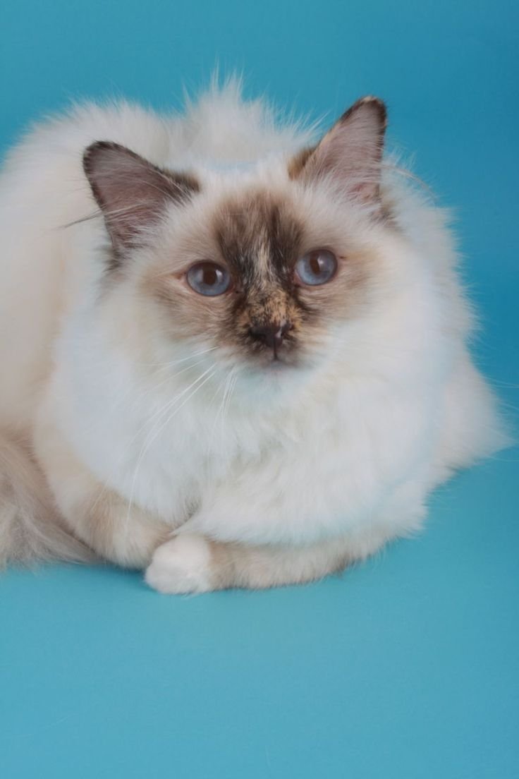 Балинезийская Рэгдолл