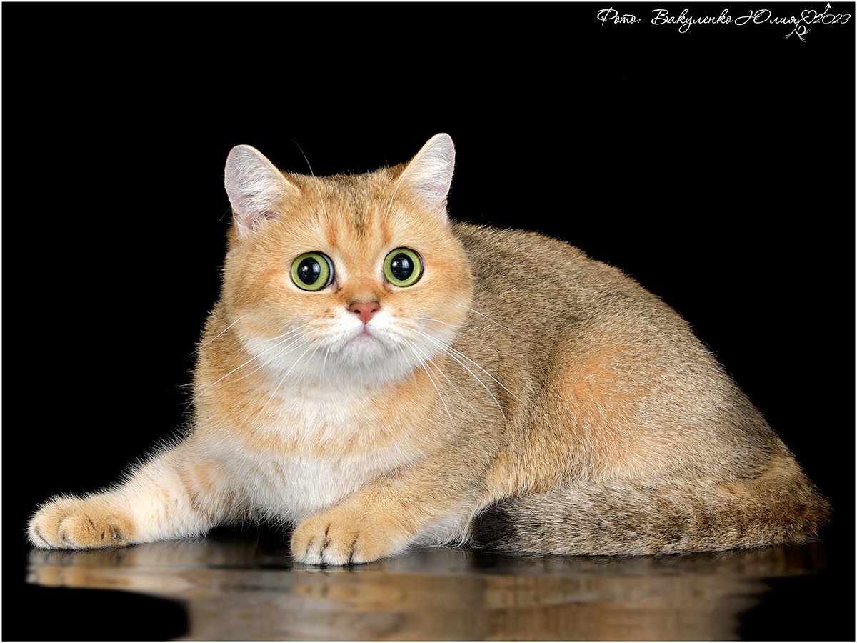 Золотая шиншилла