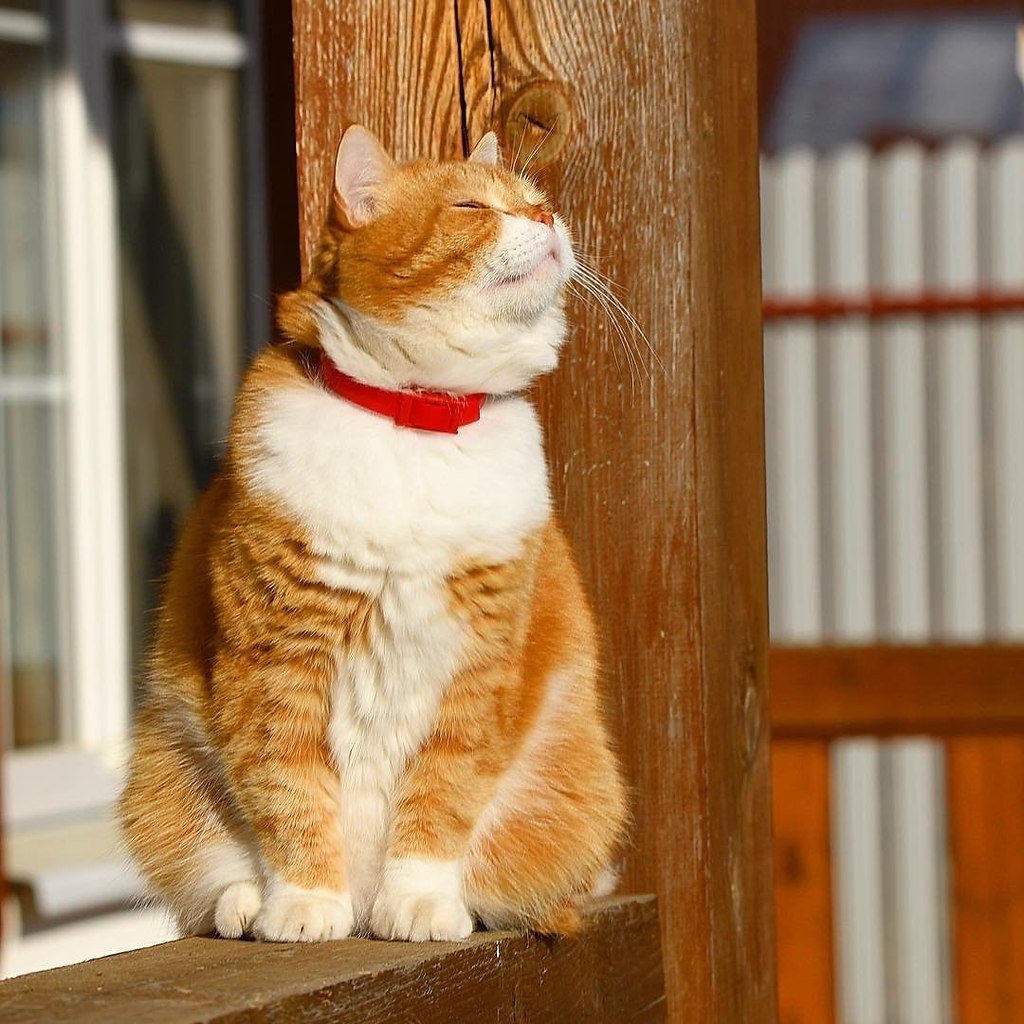 Села у окошка осень Золотая кошка