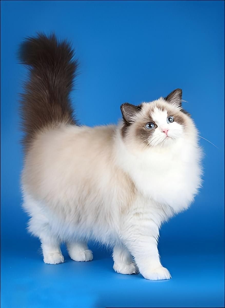 Порода Рэгдолл