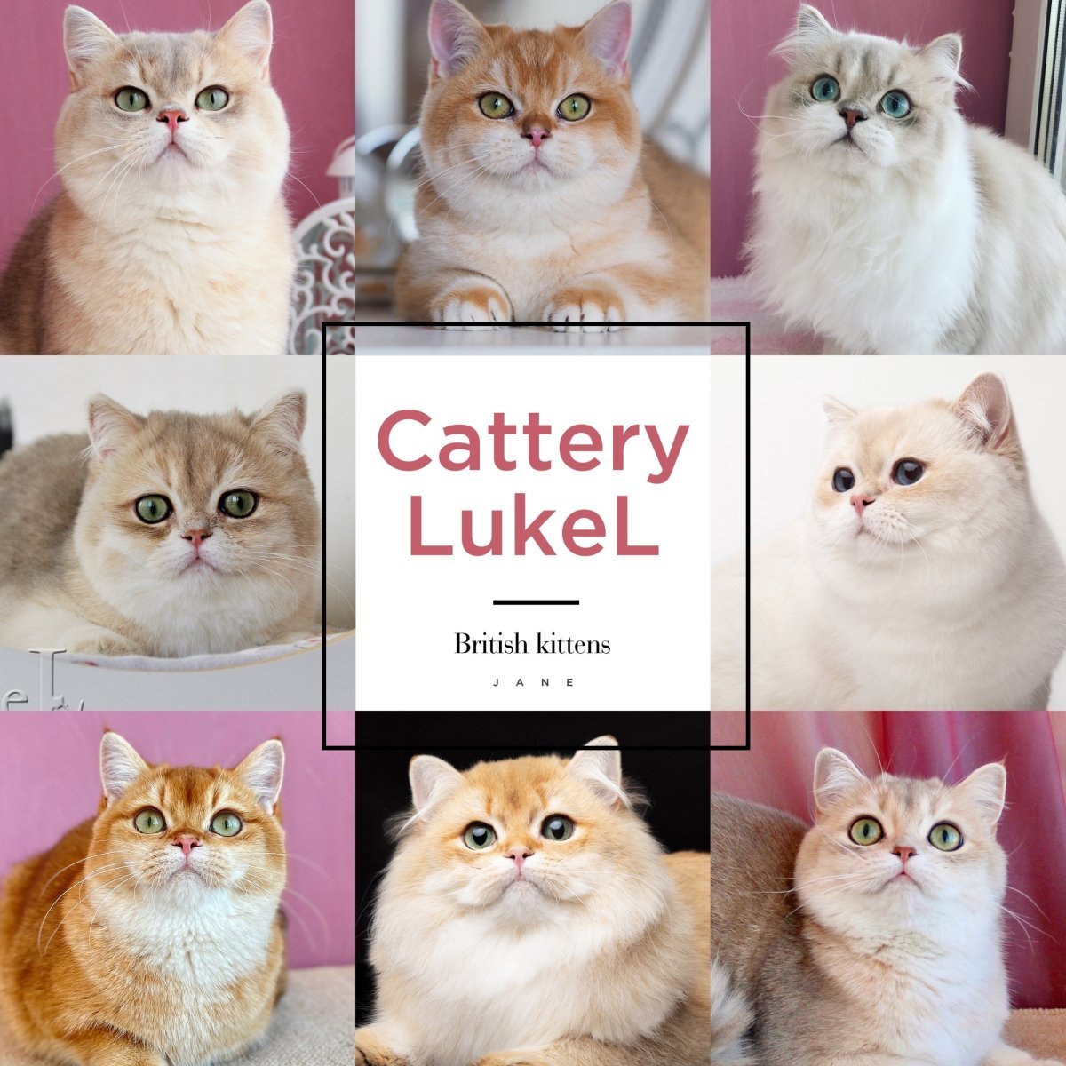 Рэдголд кот