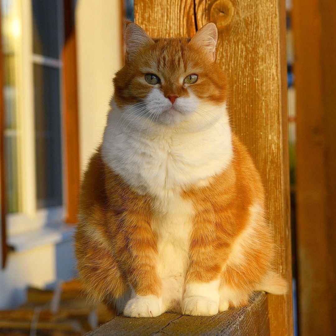 Кошка Коби рыжая