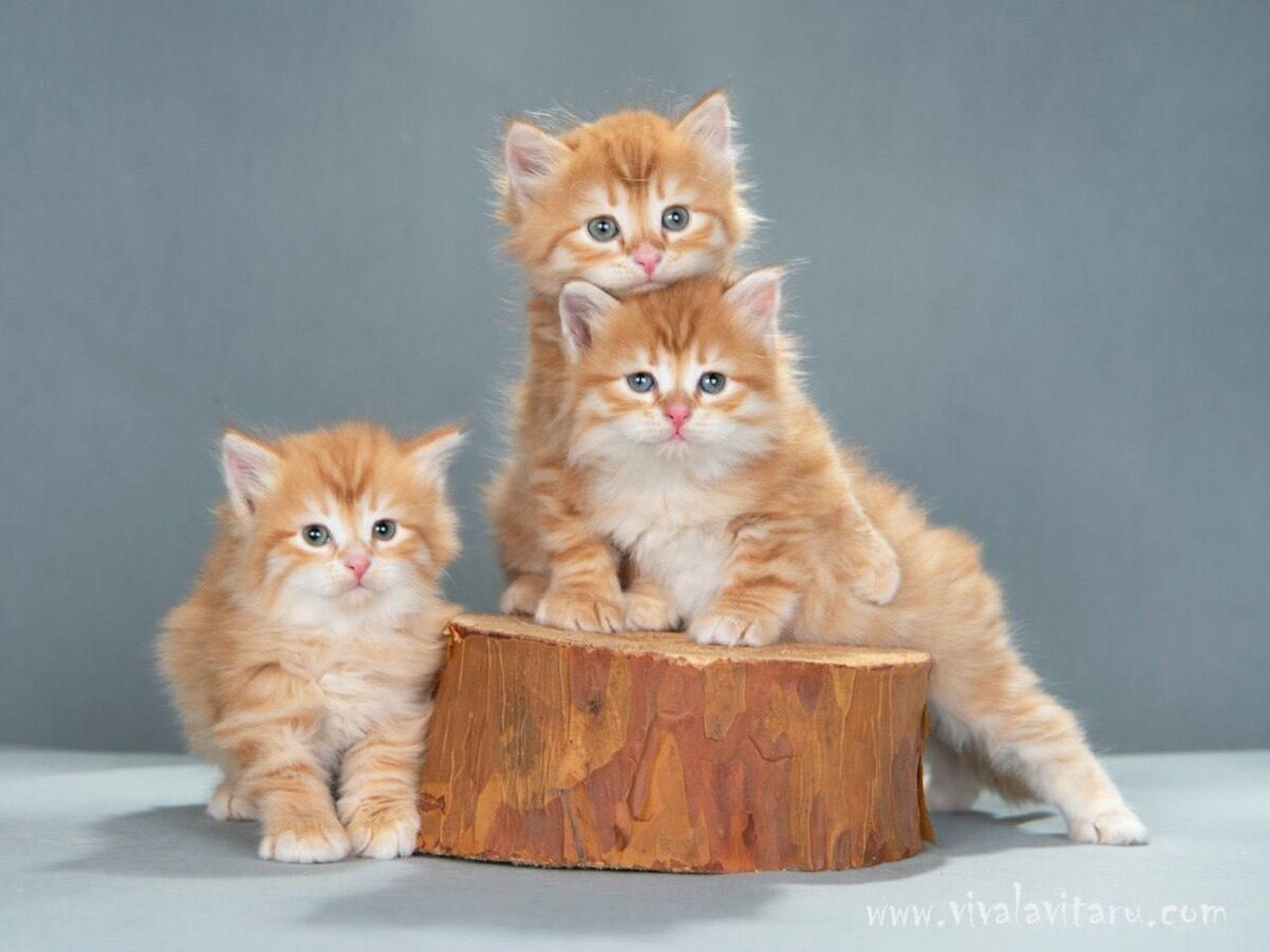 Котята разных цветов