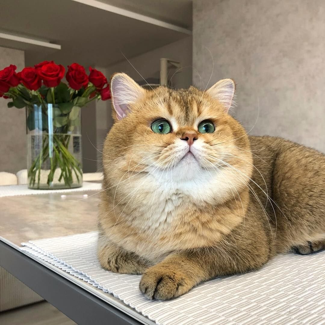 Шотландская Хосико