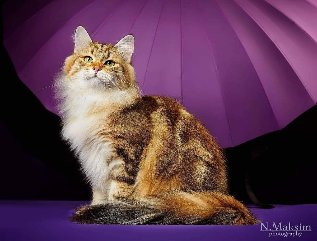 Сибирская кошка палевая