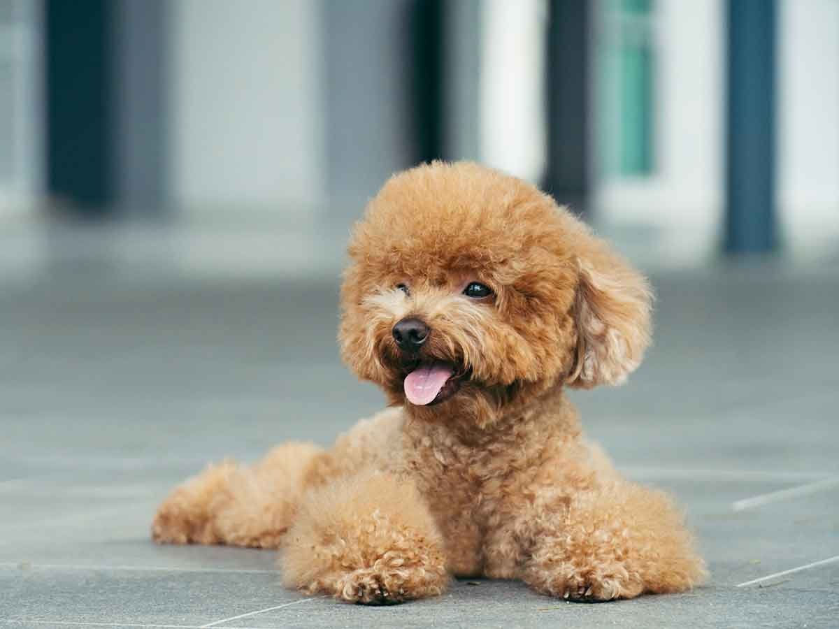 Карликовый пудель Тедди