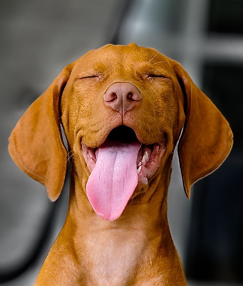 Сувако с высунутым языком