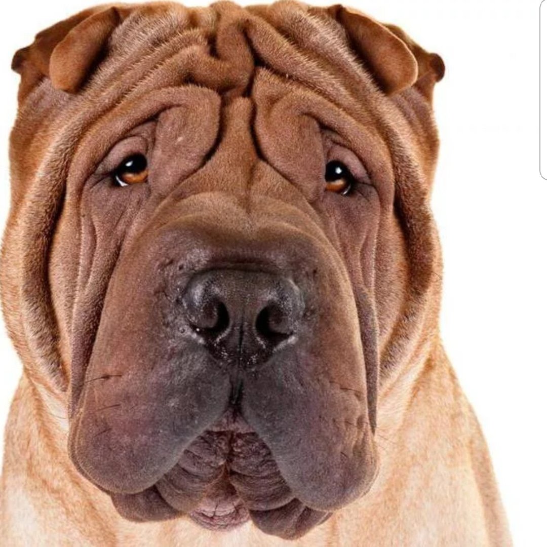 Немецкий шарпей