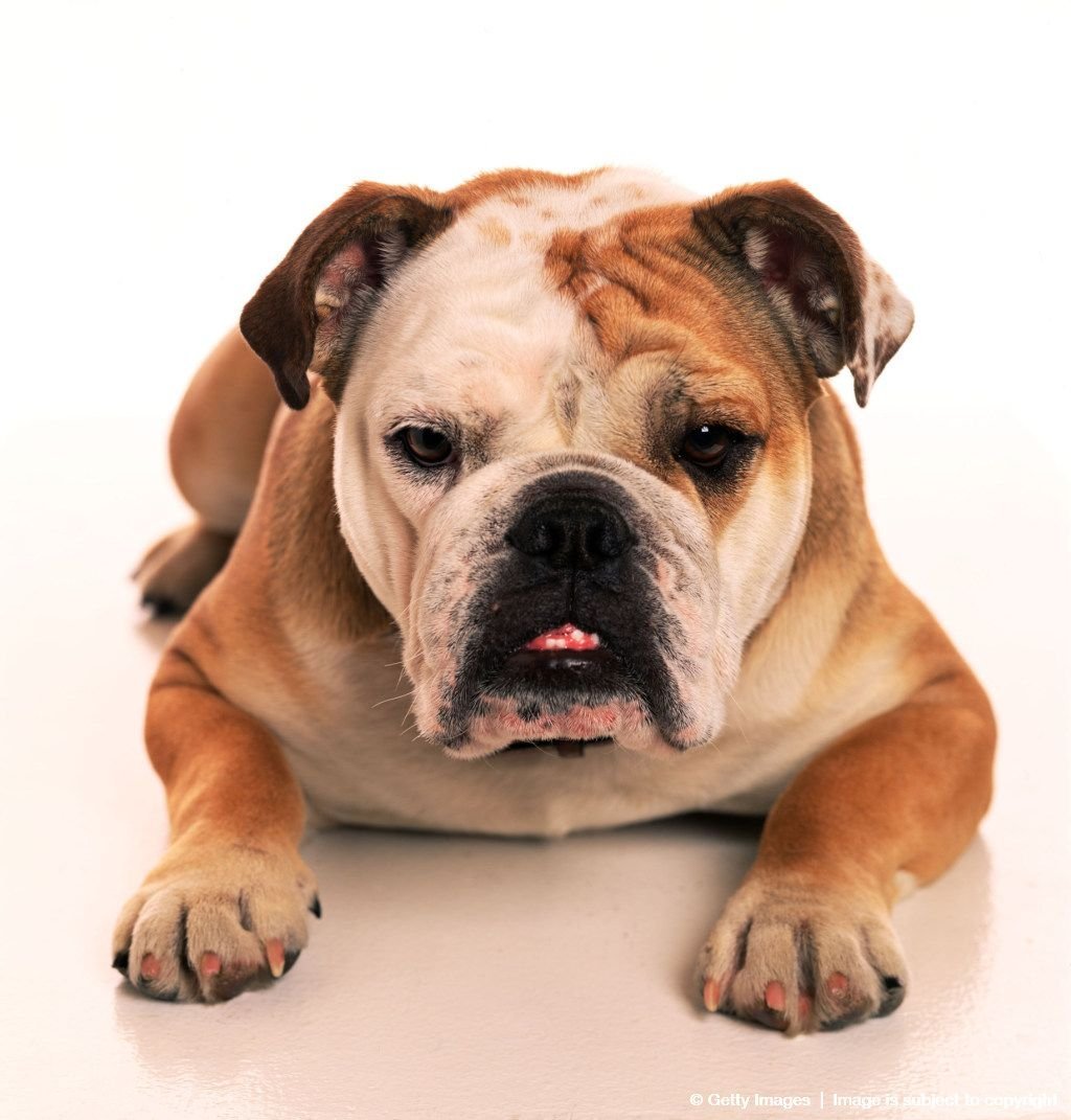 Бульдог с висячими ушами