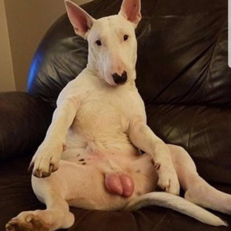 Бультерьер собака