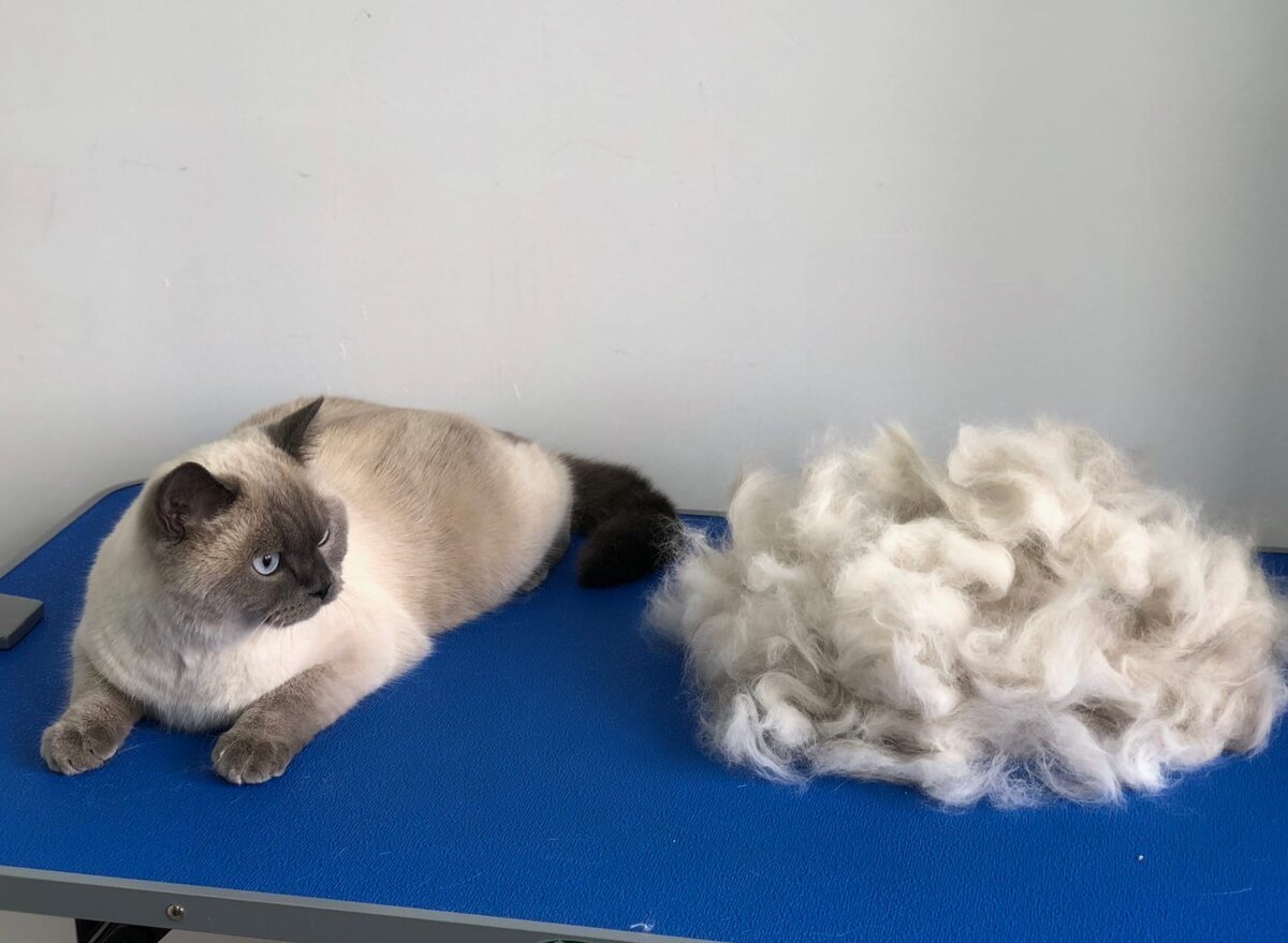 Экспресс линька