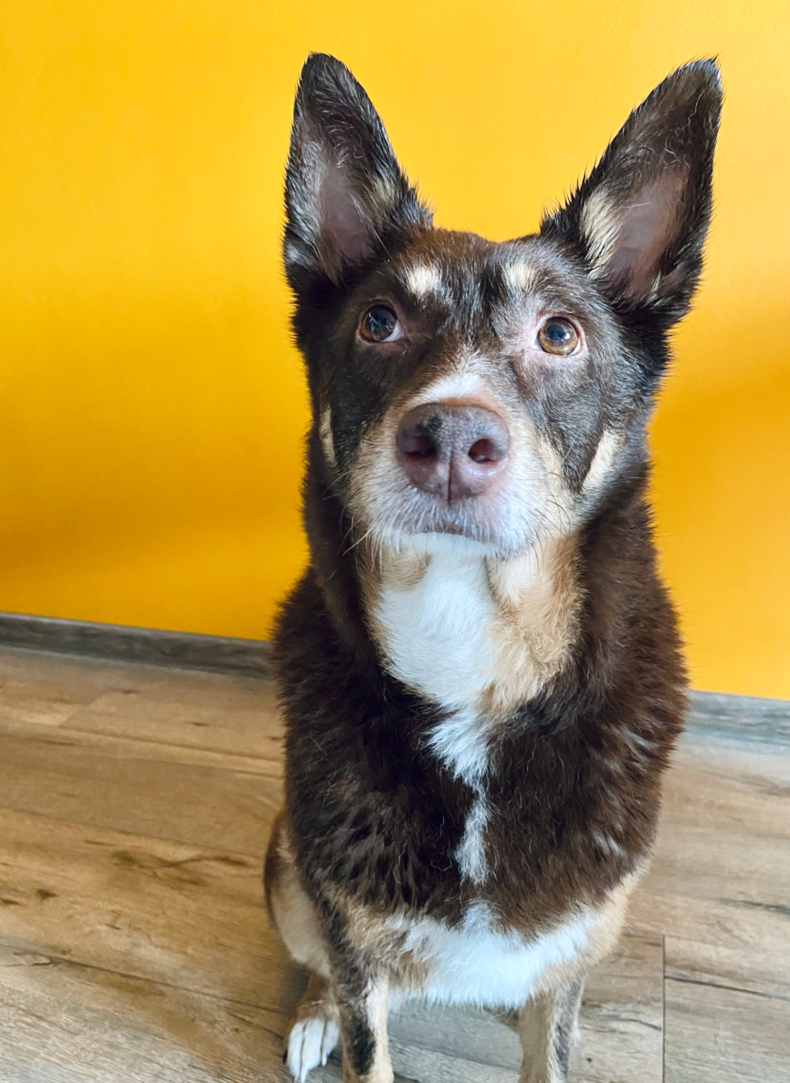 Питомник вельш корги кардиган