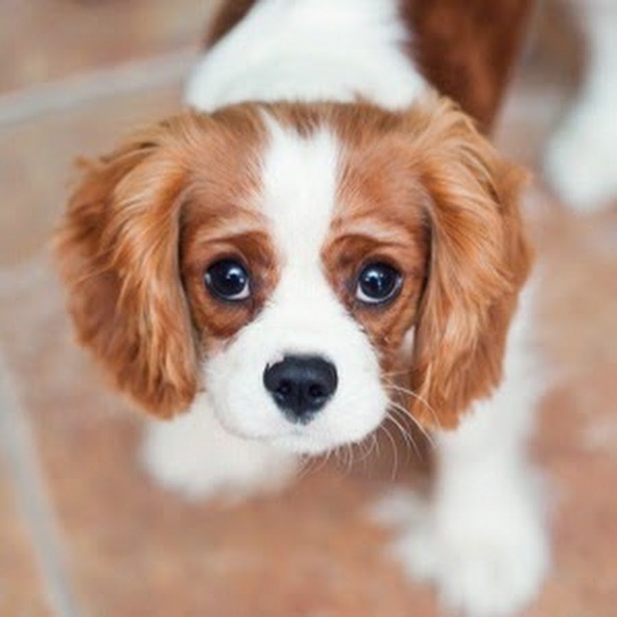 Собака Ксении Бородиной Берти