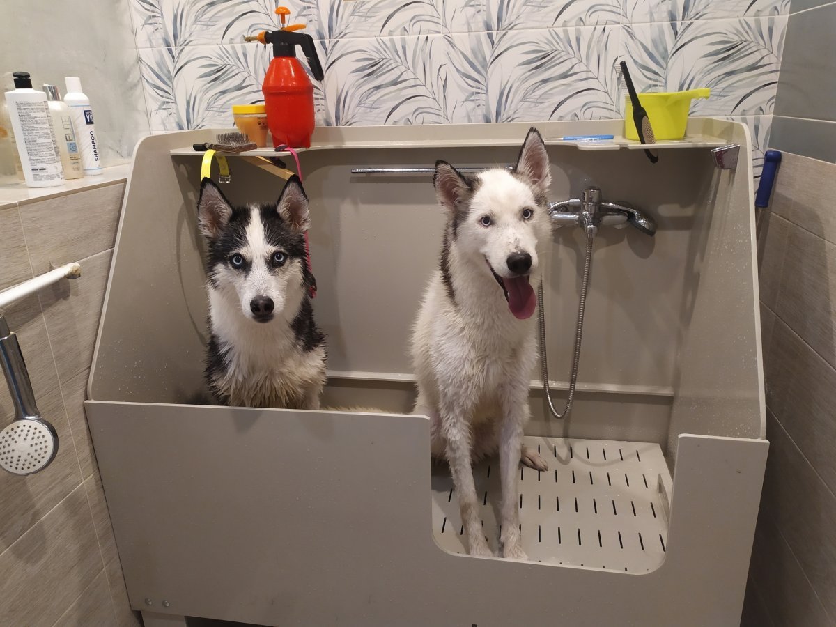 Мойка для собак