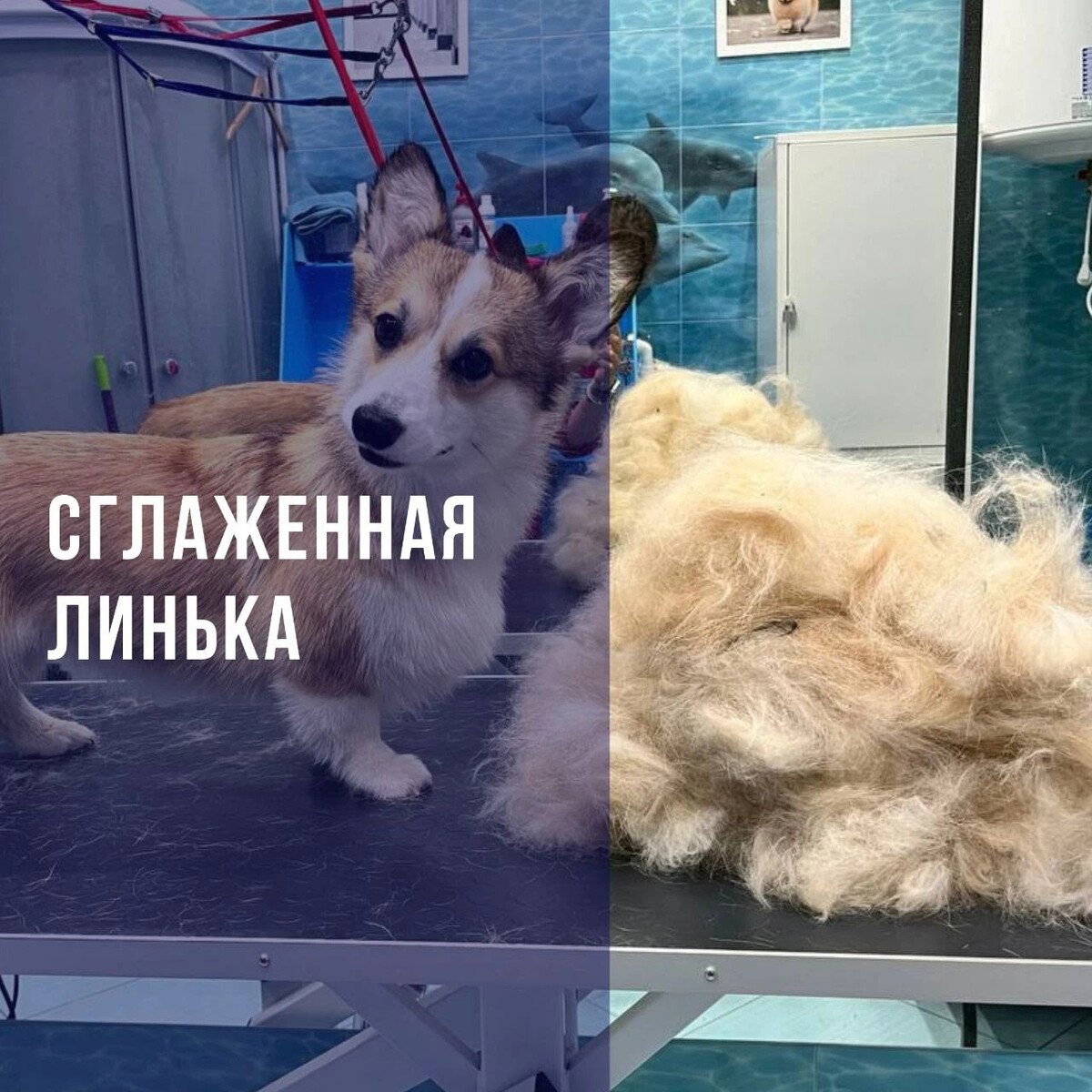 Корги линяют всего два раза