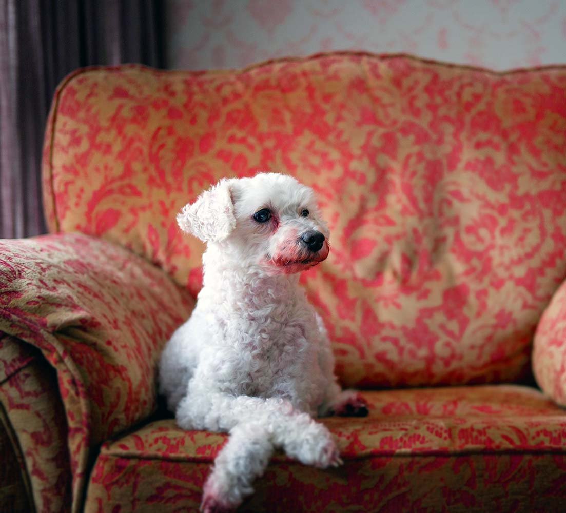 Сколько стоит австралийский пудель