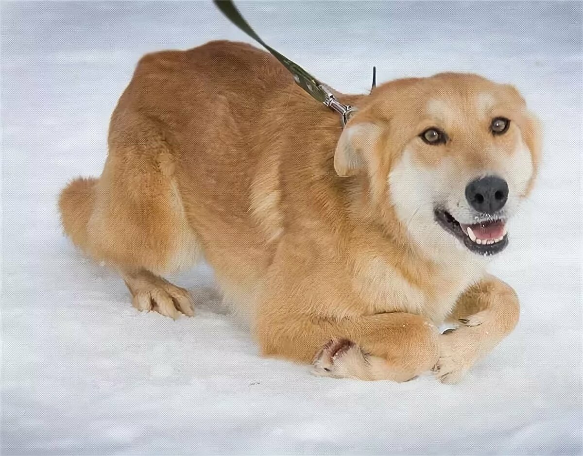 Беспородная собака дворняжка рыжая