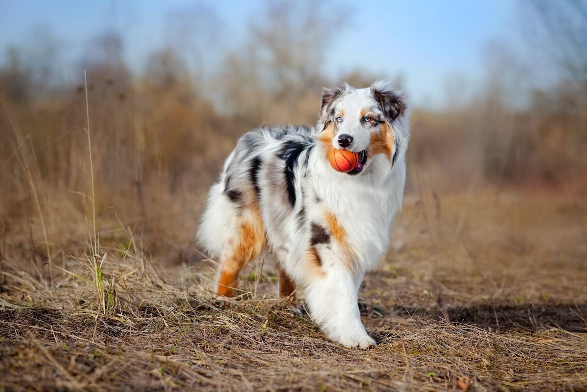 Австралийская овчарка / Australian Shepherd