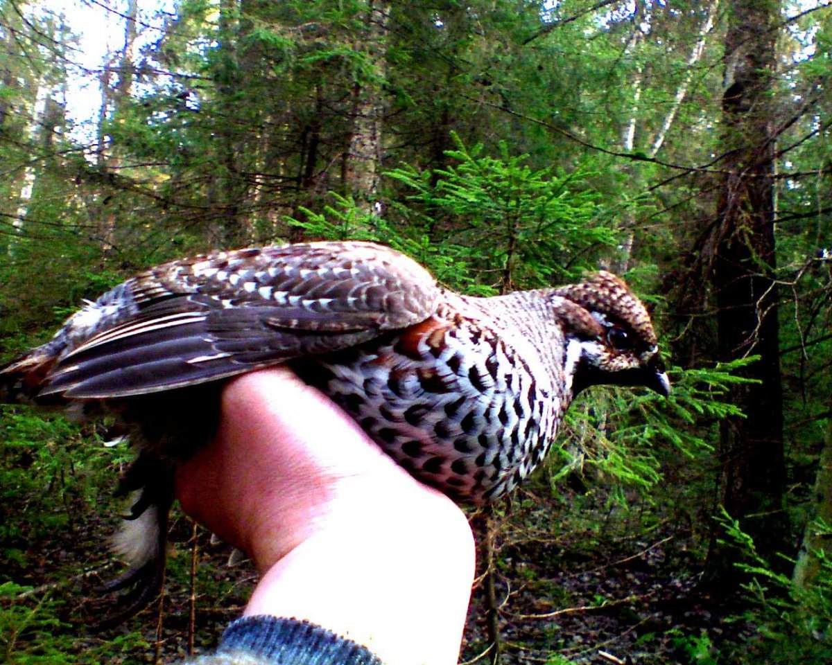 Птицы Ульяновска