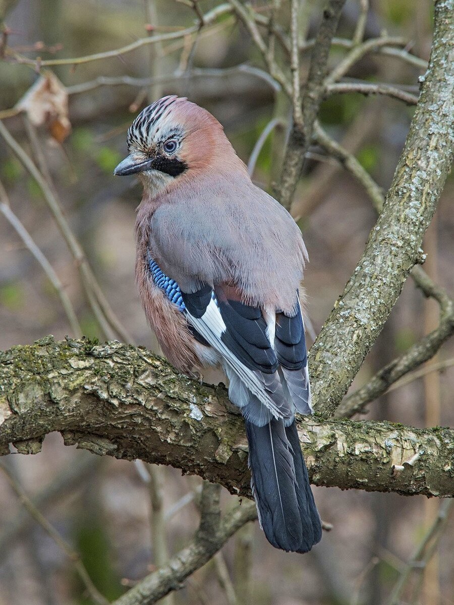 Самая крупная лесная птица