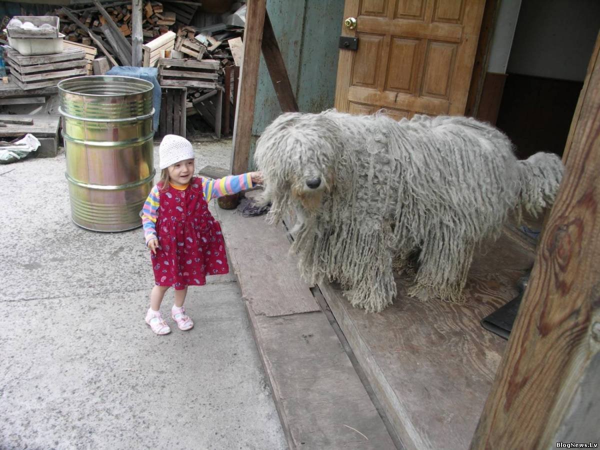 Комондор или венгерская овчарка