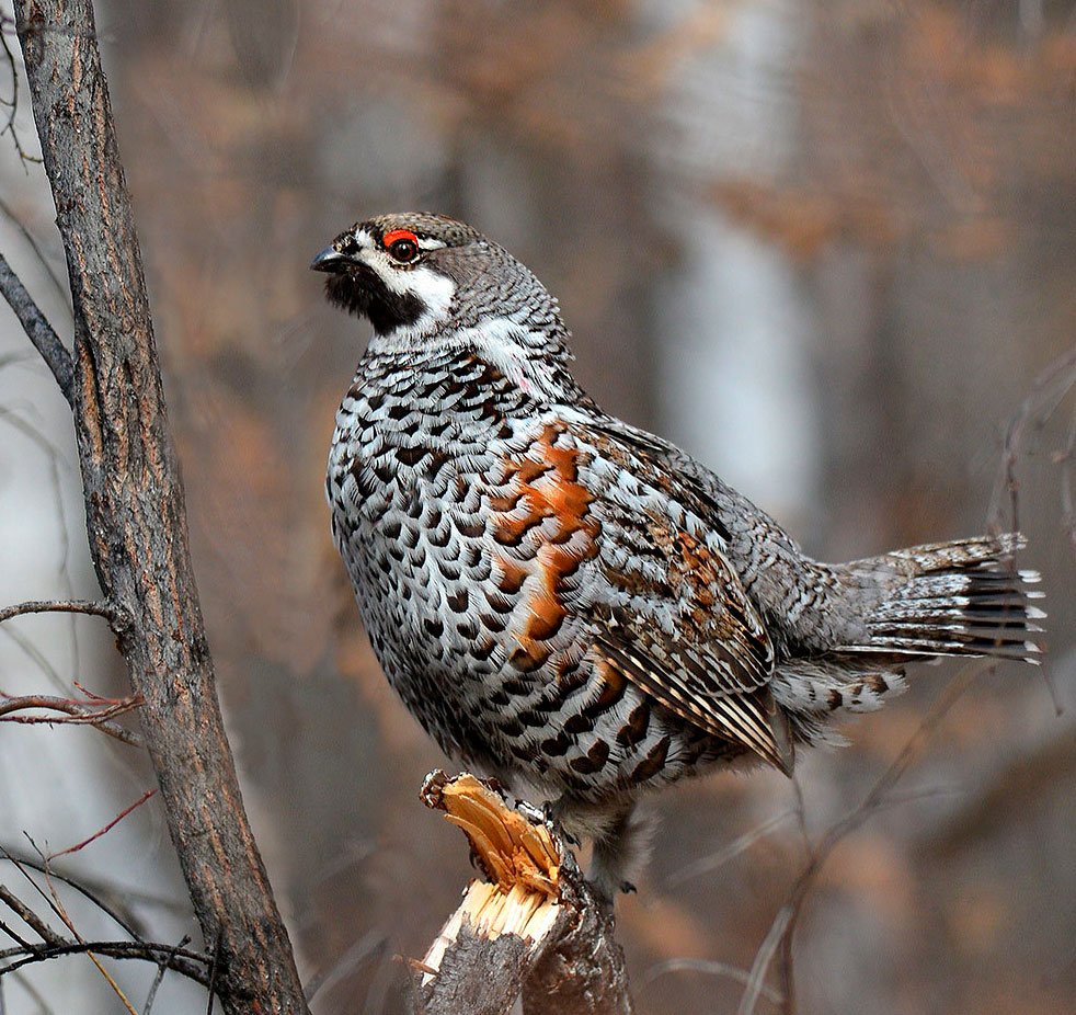 Рябчик Уссурийский