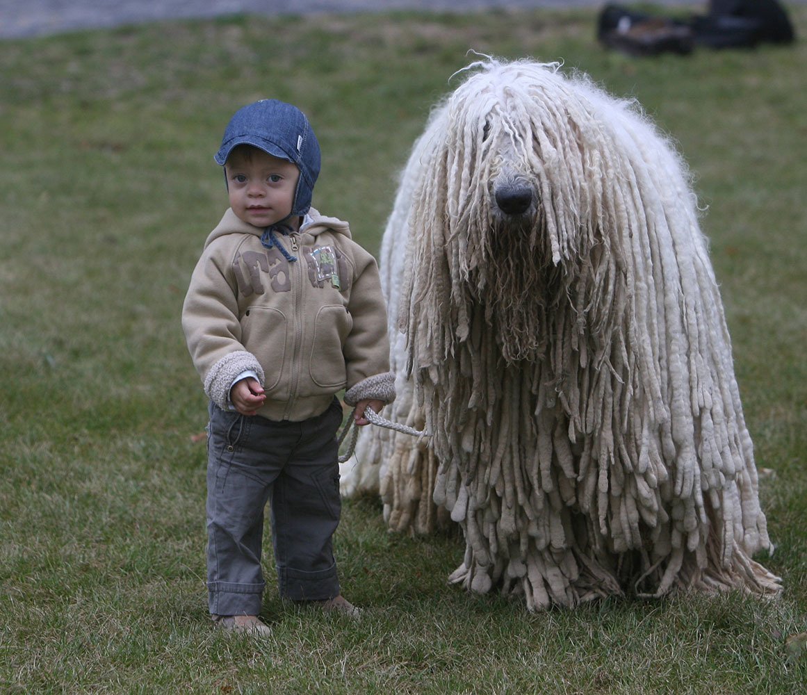 Комондор венгерская овчарка