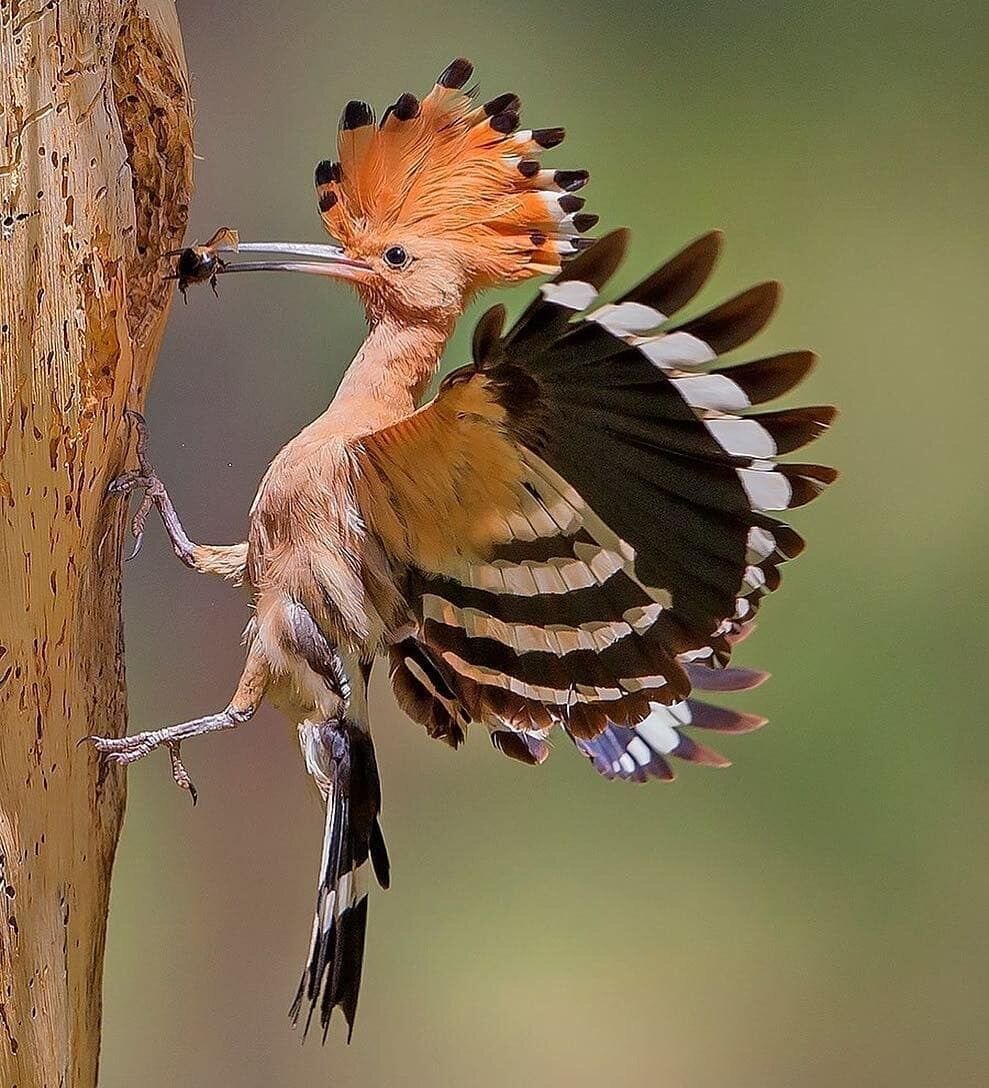 Мадагаскарский Удод