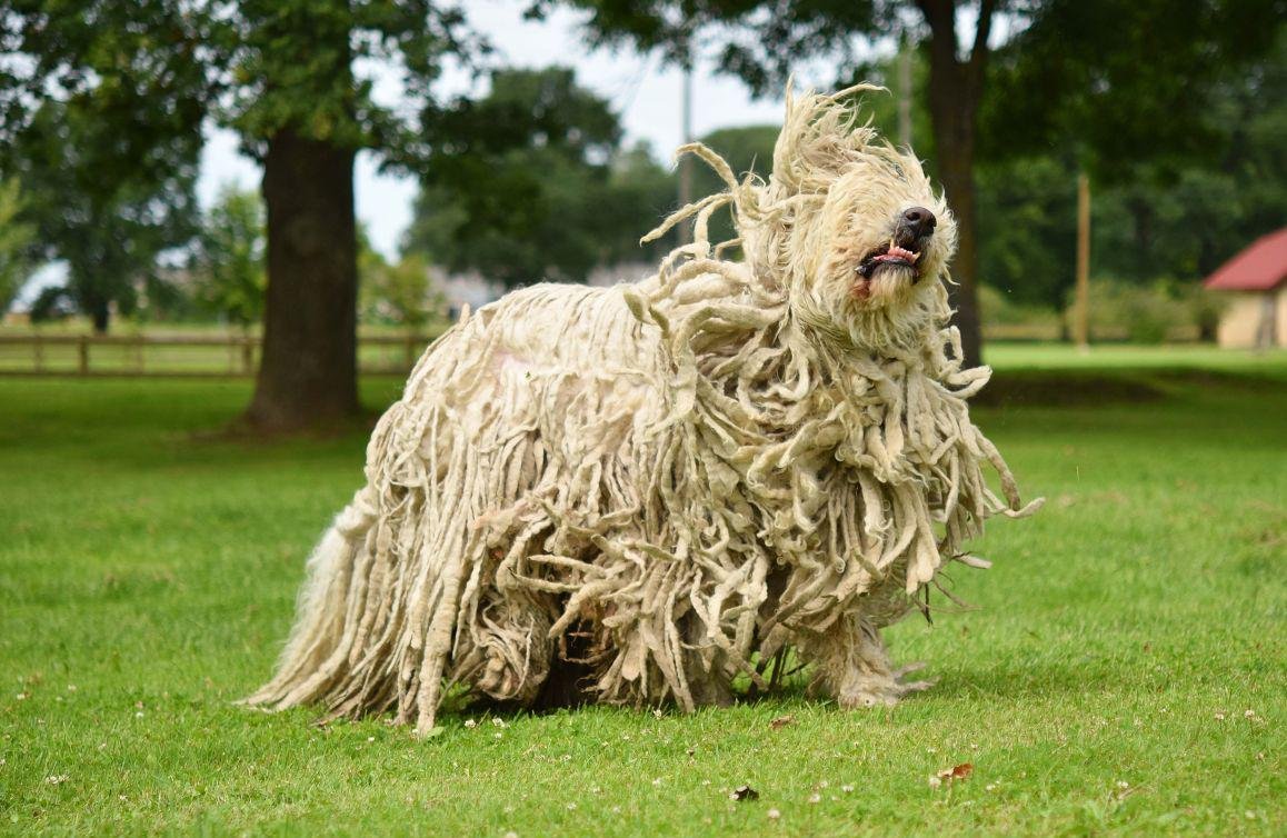 Бергамская овчарка Командор