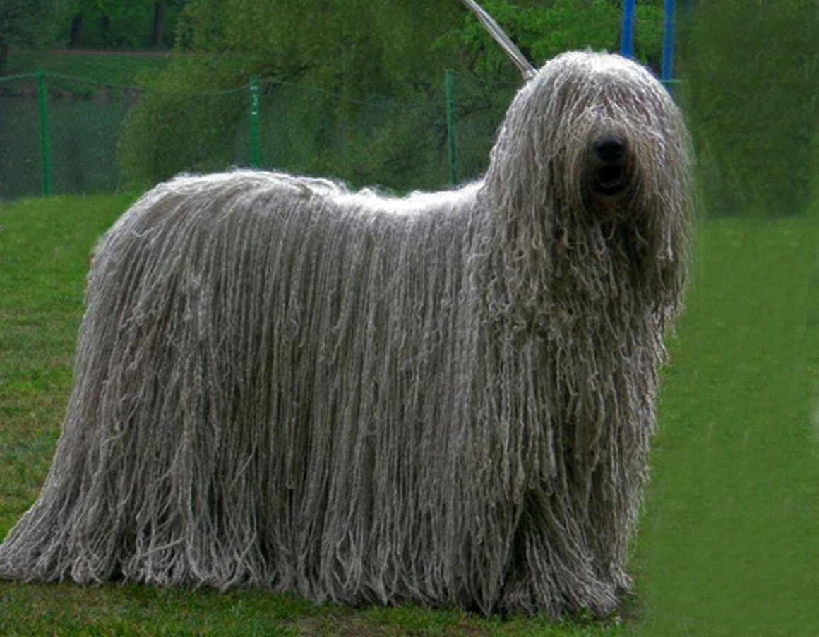 Комондор – венгерская порода овчарок