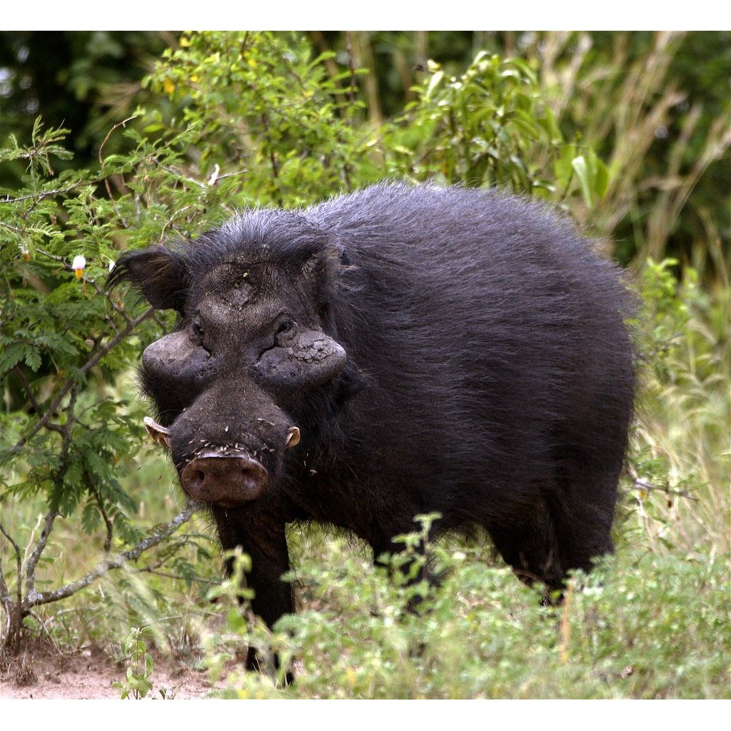 Гигантская Лесная свинья Hylochoerus meinertzhageni