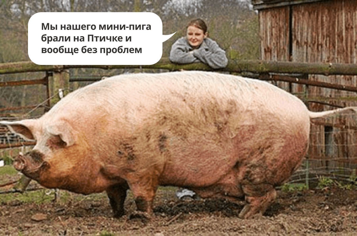 Кабан боров хряк свинья