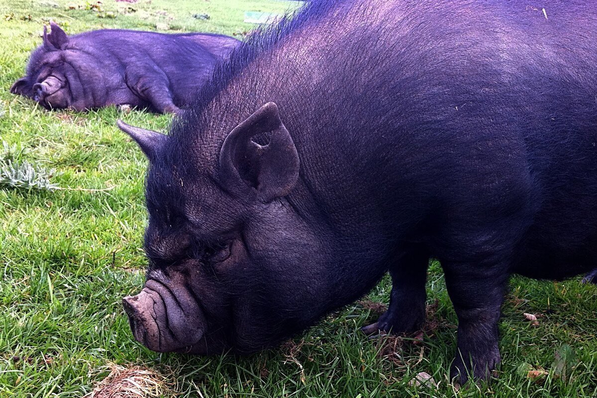 Порода свиней Темпо