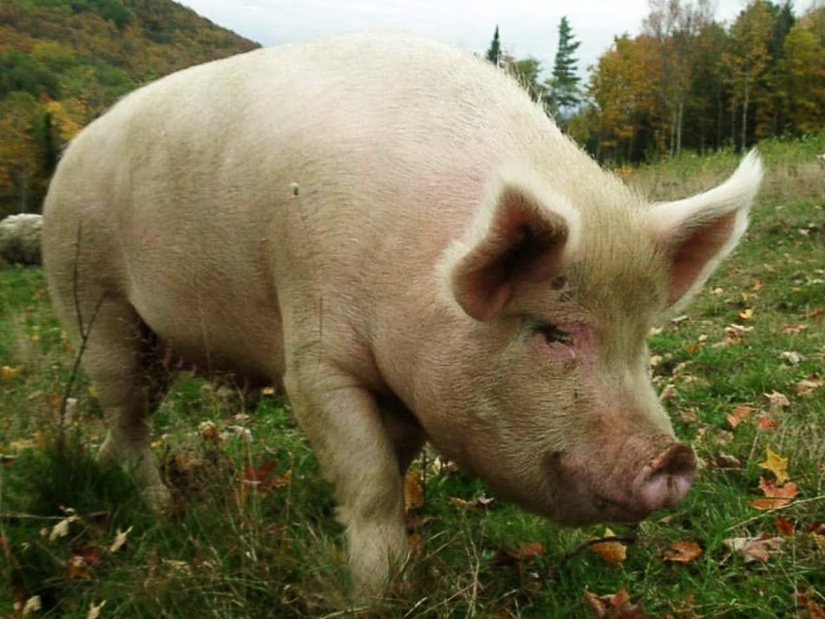 Эстонская беконная свинья