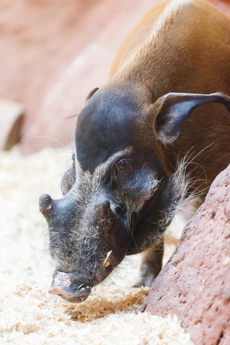 Кистеухая свинья