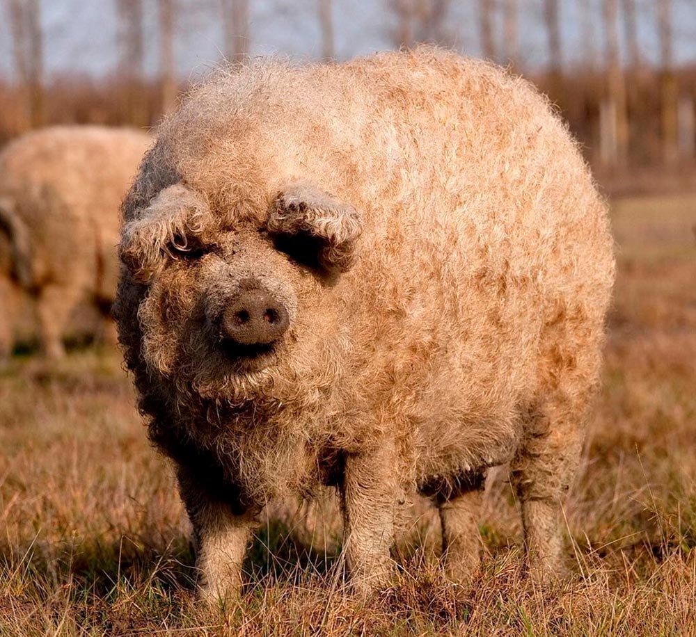 Венгерская пуховая мангалица