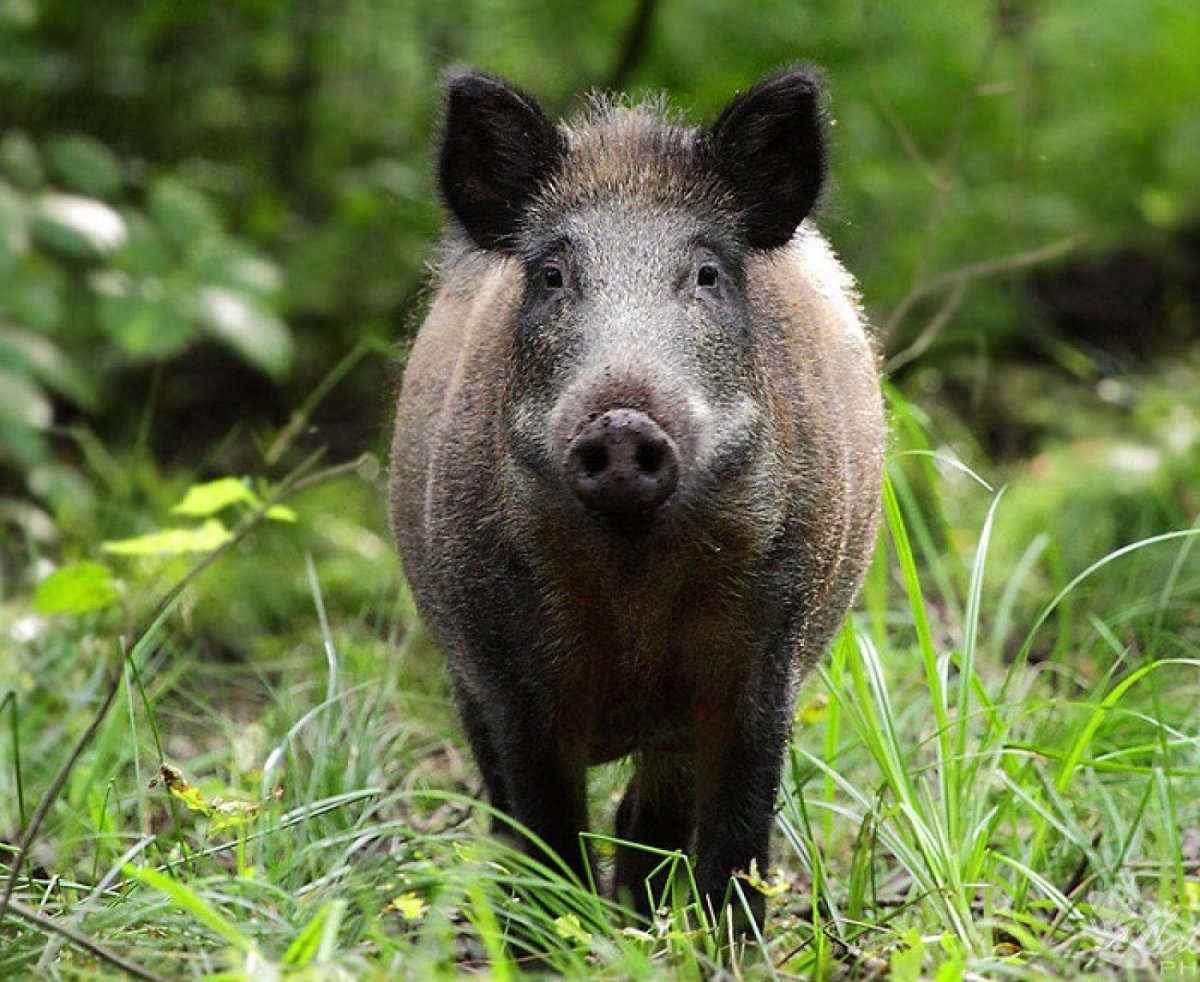 Вепрь кабан